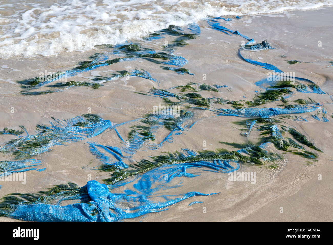 Blue Polypropylene tarp washed on to coastal public beach,  seaweed. Stock Photo