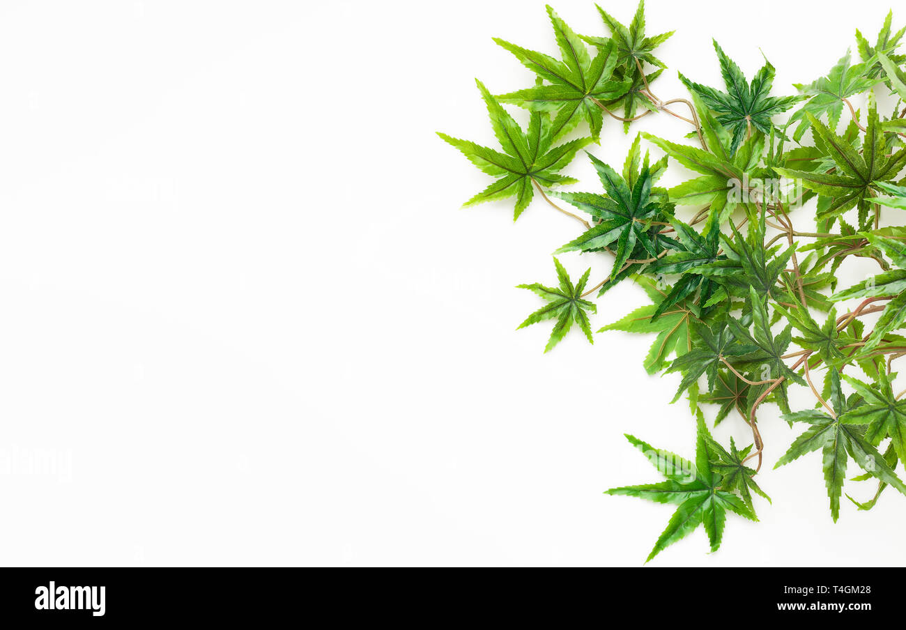Decorative cannabis leaves isolated on white background Stock Photo