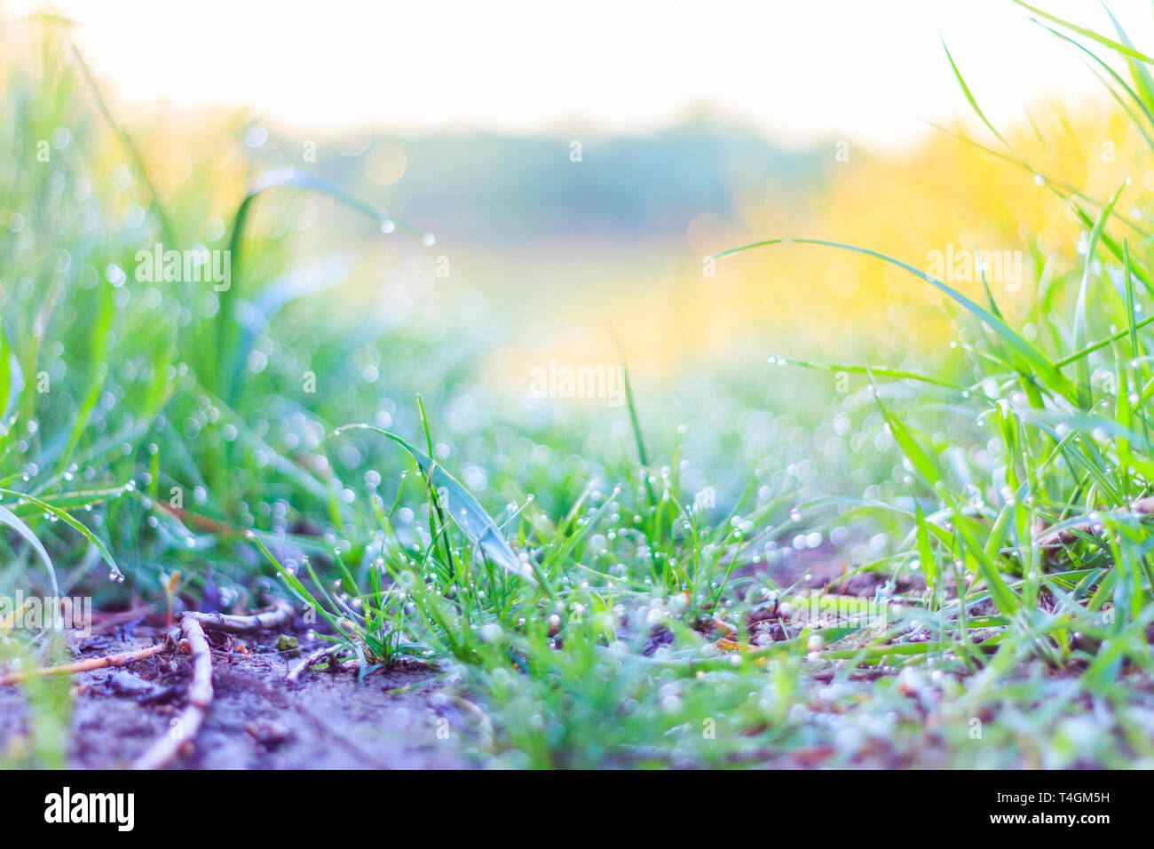 beautiful morning dew on green grass at sunrise Stock Photo - Alamy