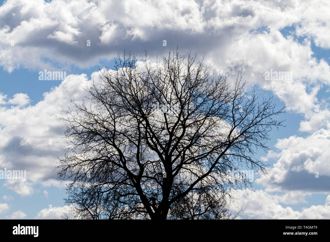 Tall tree silhouette hi-res stock photography and images - Alamy