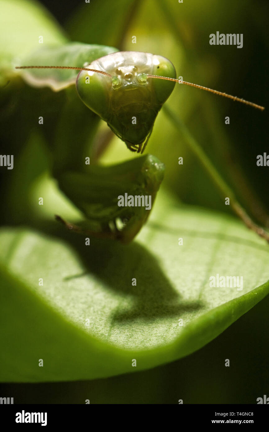 Mantodea, Mantis green insect are siting on leaf Stock Photo