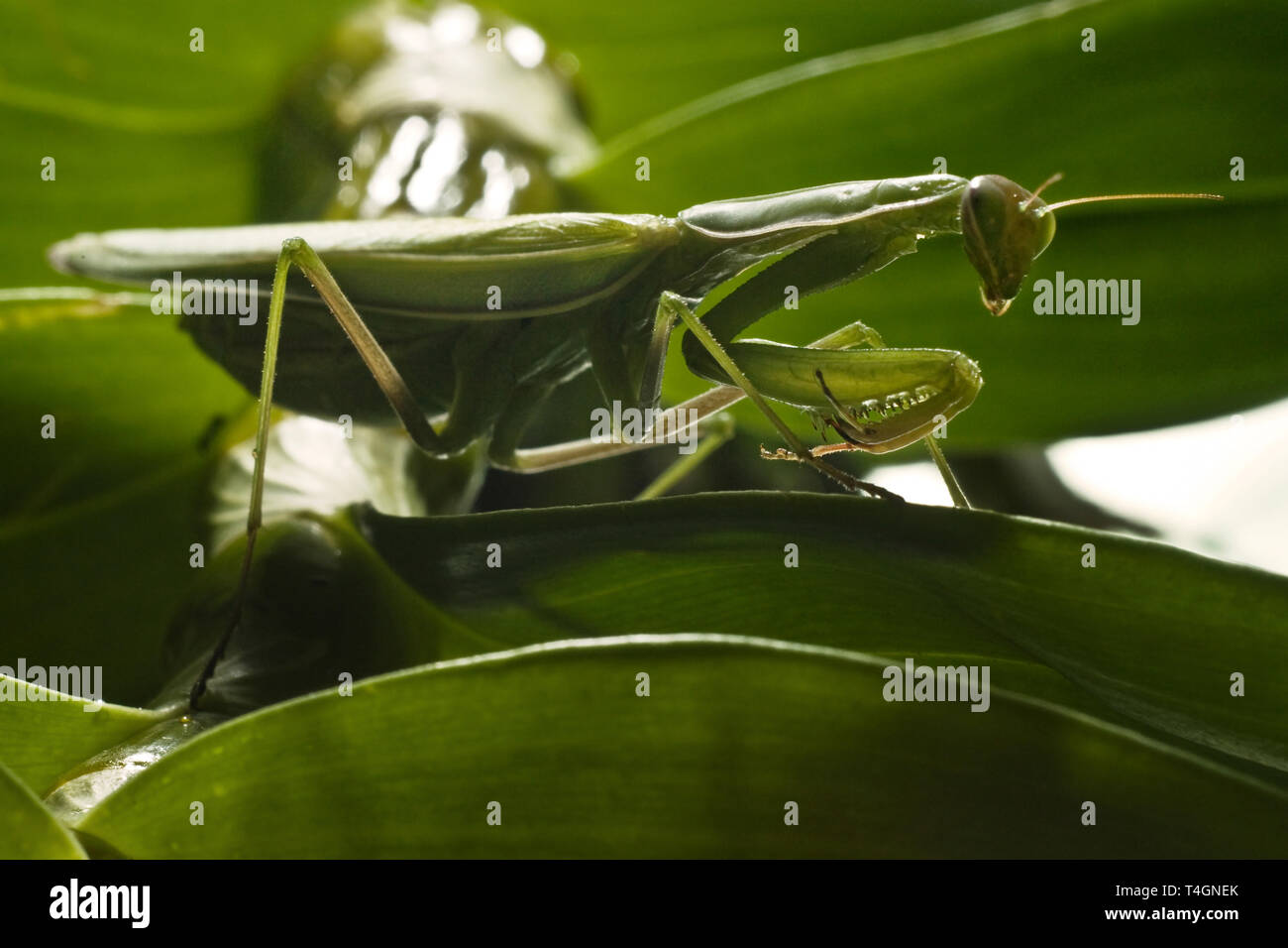 Mantodea, Mantis green insect are siting on leaf Stock Photo