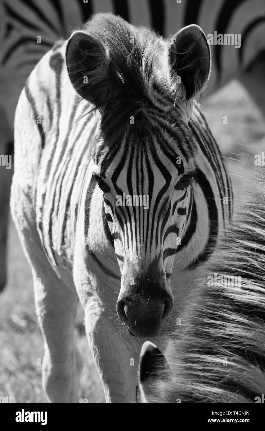 Young zebra, photographed in monochrome at Knysna Elephant Park, Garden Route, Western Cape, South Africa. Stock Photo