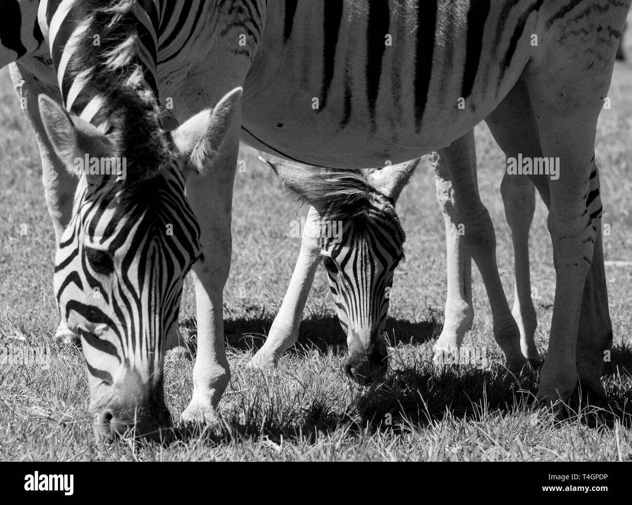 Zebras eating grass, photographed in monochrome at Knysna Elephant Park