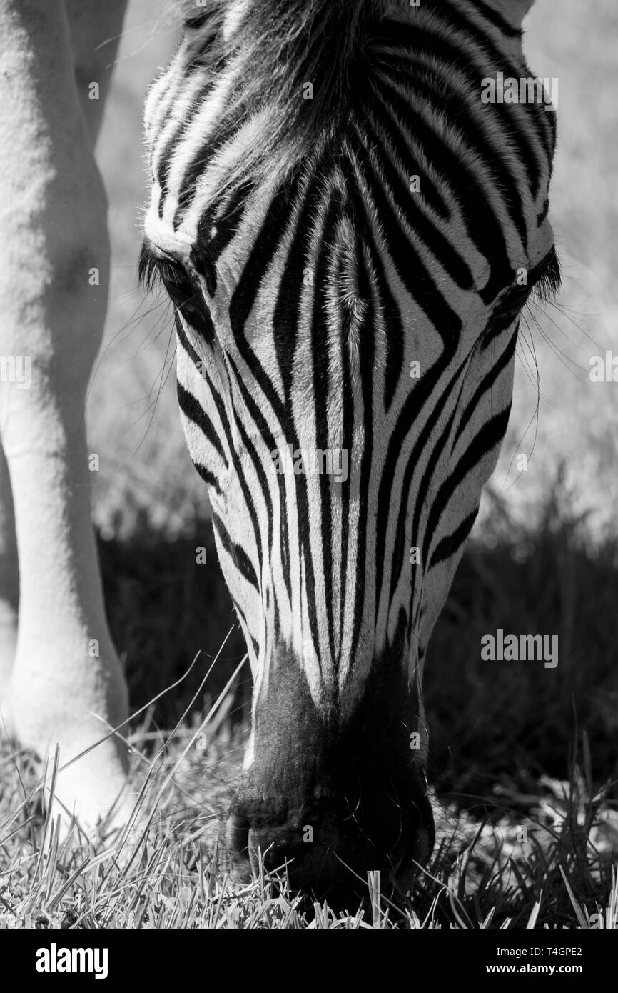 Young zebra, photographed in monochrome at Knysna Elephant Park, Garden Route, Western Cape, South Africa. Stock Photo