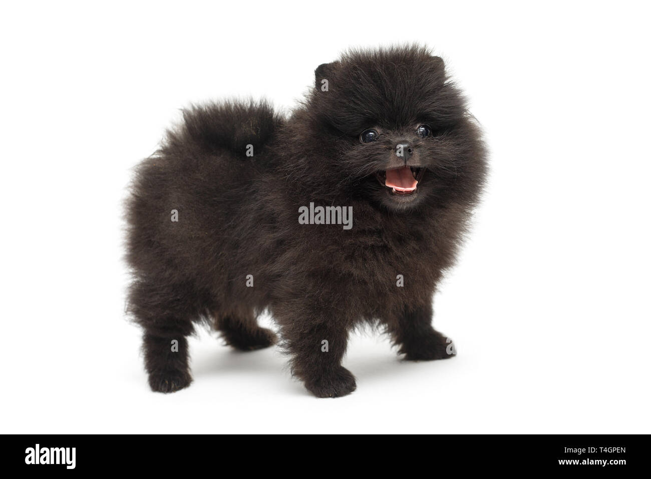 Black Pomeranians, Detailed Info & Photos