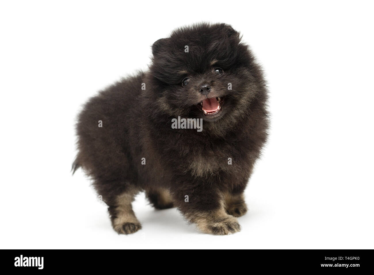 Little cheerful black Pomeranian puppy isolated on white Stock
