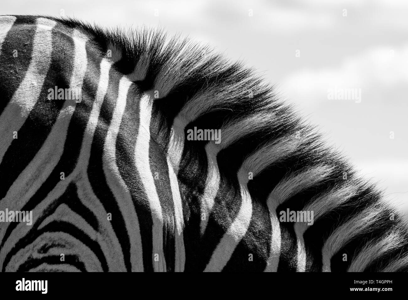 Macro Photo Of Mane Of Young Zebra Calf Photographed In Monochrome In macro-photo-of-mane-of-young-zebra-calf-photographed-in-monochrome-in
