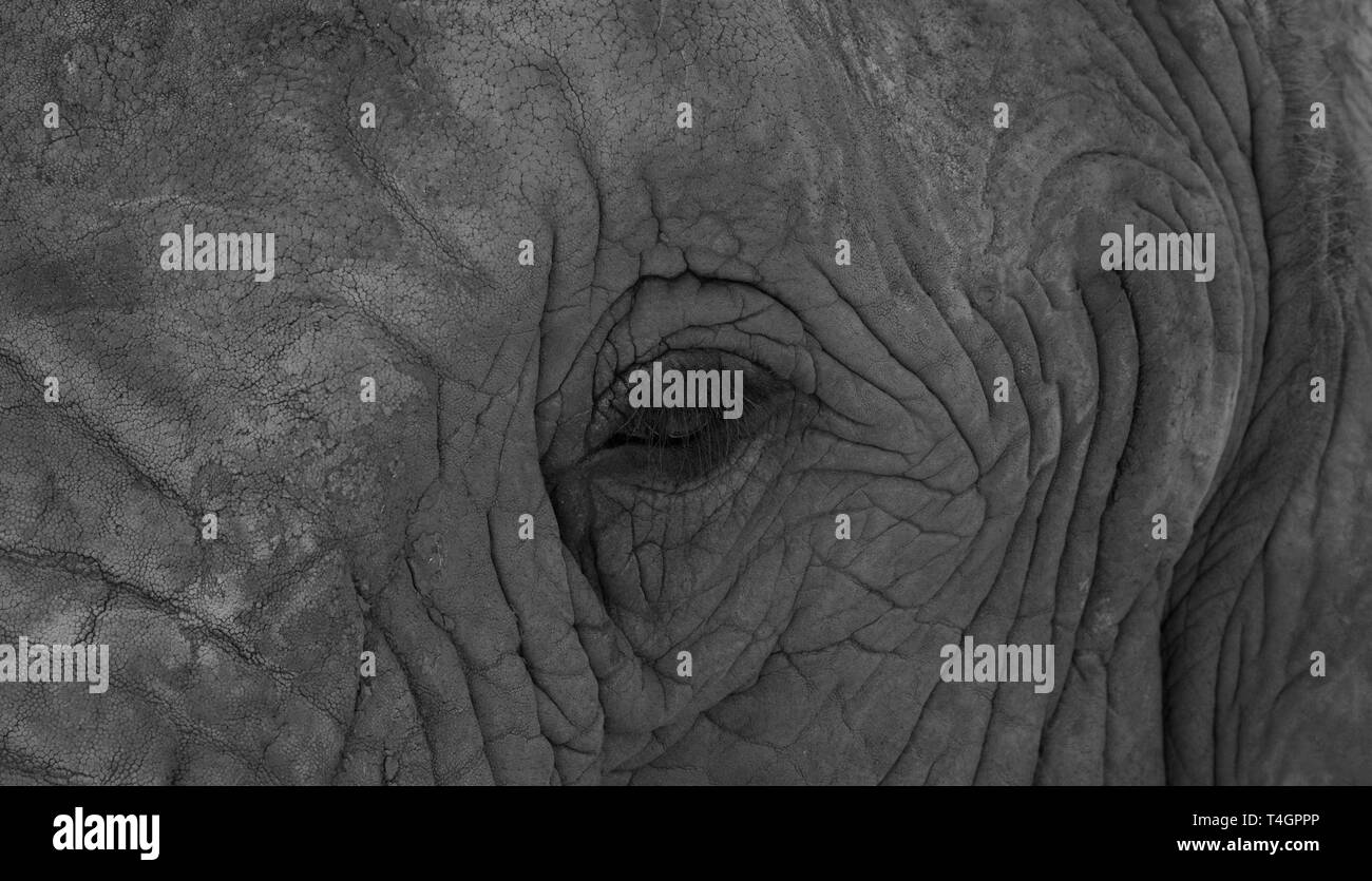 Garden route wildlife Black and White Stock Photos & Images Alamy