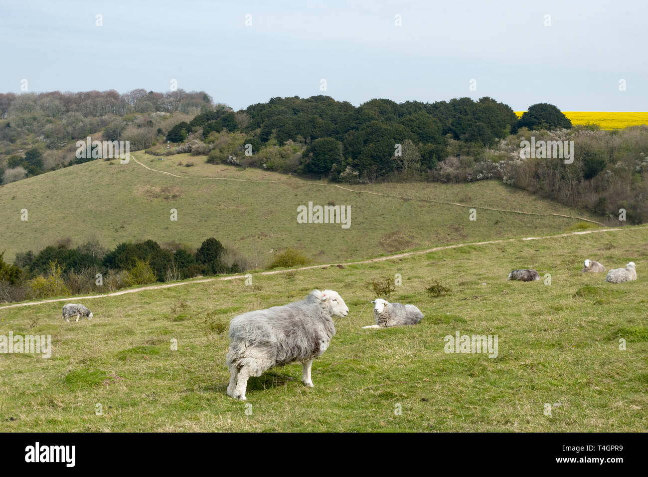 View from the Iron Age Hill Fort at Old Winchester Hill in the South Downs National Park, Hampshire UK with Herdwick sheep grazing the chalk grassland Stock Photo