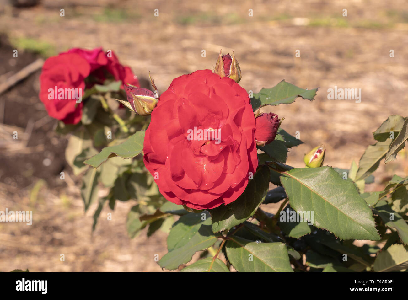 Variety of tropical flowers and plants from the Panamanian rain forest and the highland. Stock Photo