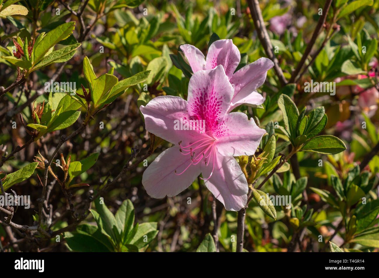 Variety of tropical flowers and plants from the Panamanian rain forest and the highland. Stock Photo