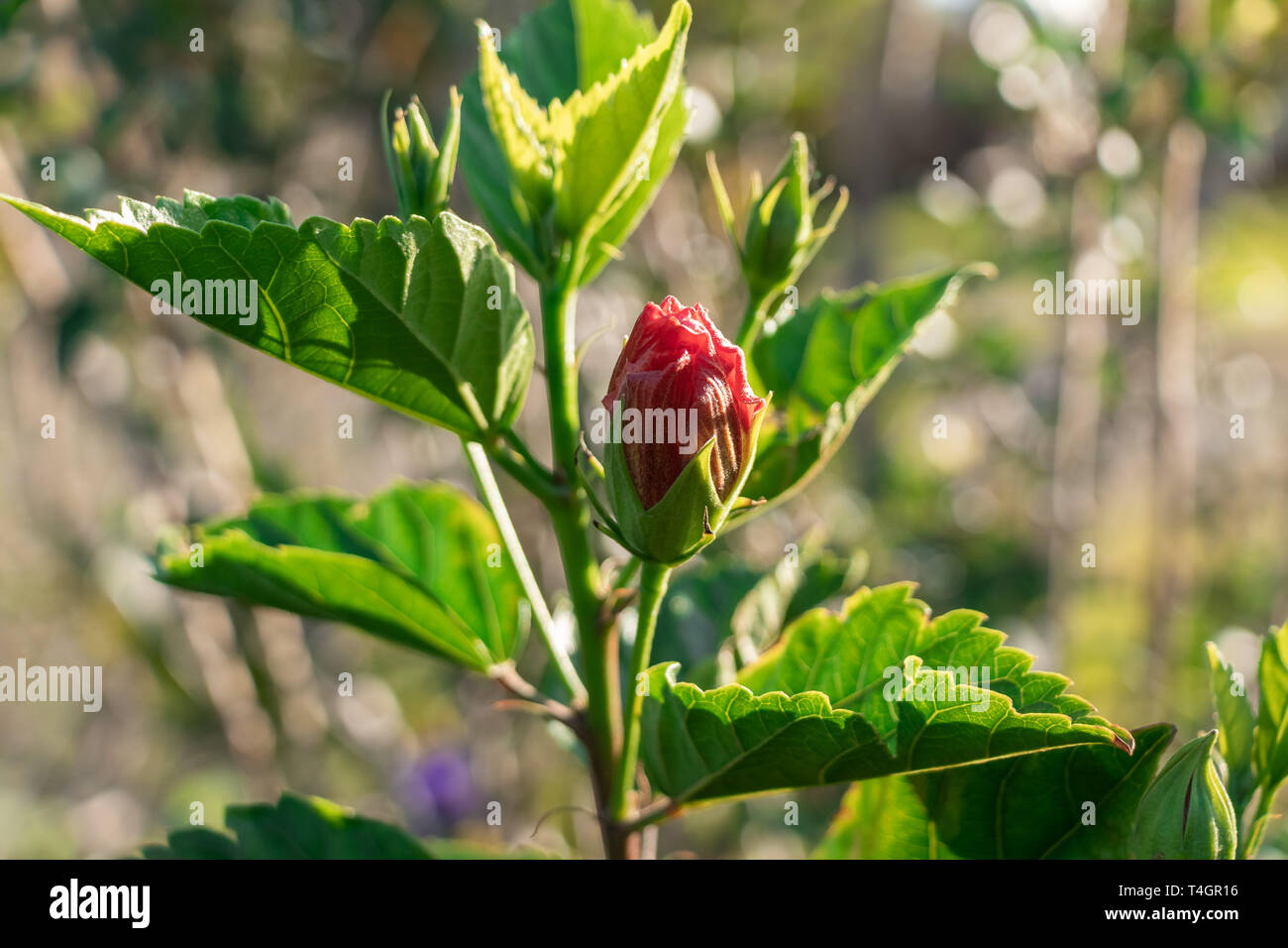 Variety of tropical flowers and plants from the Panamanian rain forest and the highland. Stock Photo