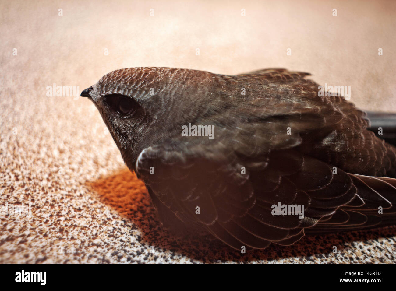 Swift bird on in balcony on floor surface Stock Photo