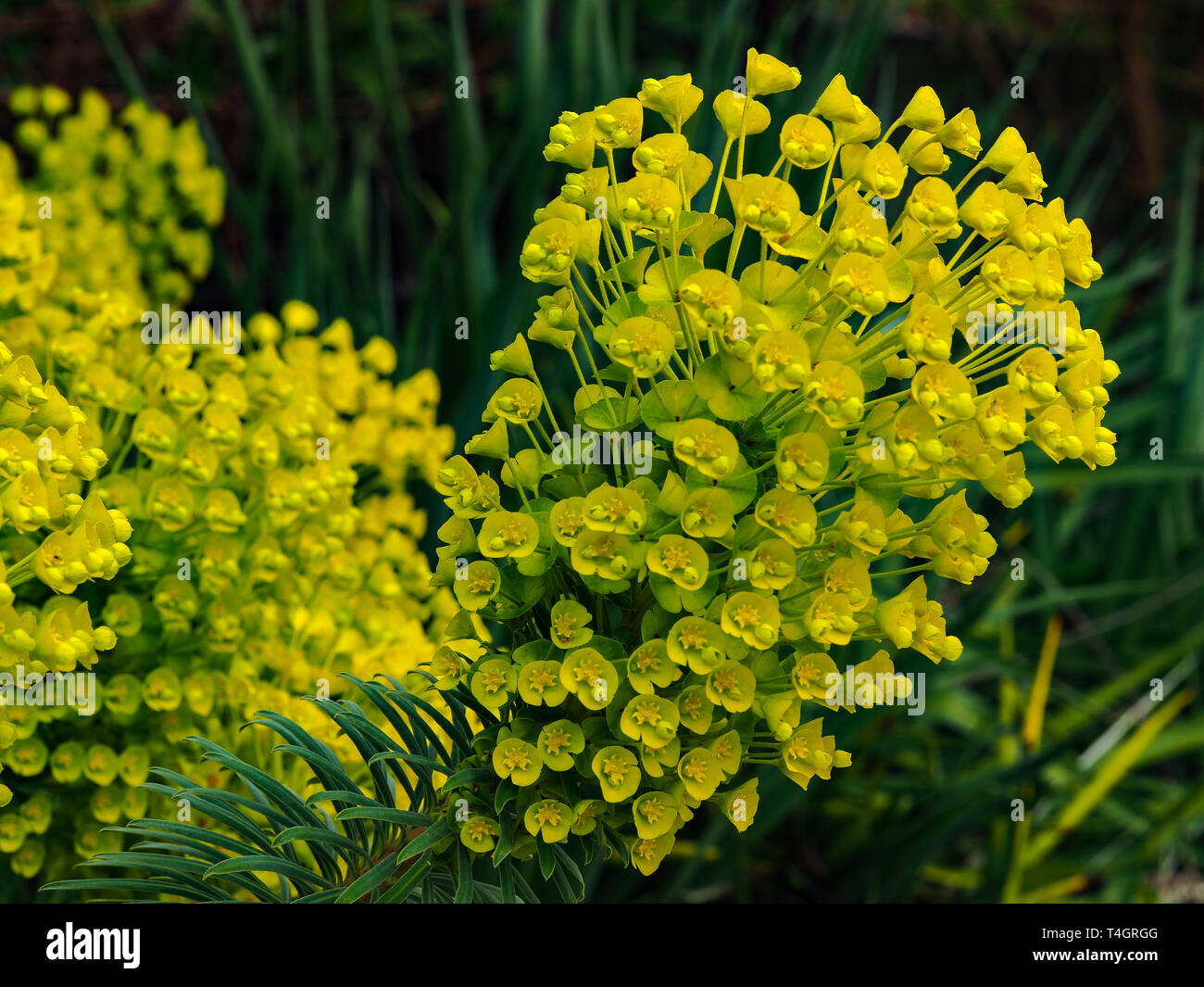 Euphorbia garden plant flower hires stock photography and images Alamy