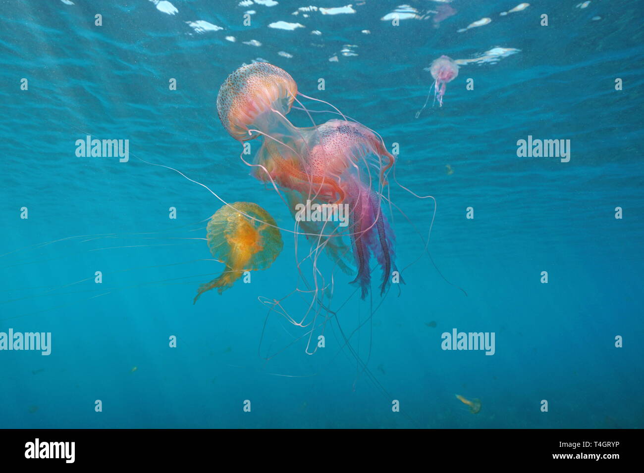 Several jellyfish underwater in Mediterranean sea, mauve stinger Pelagia noctiluca, Spain Stock Photo