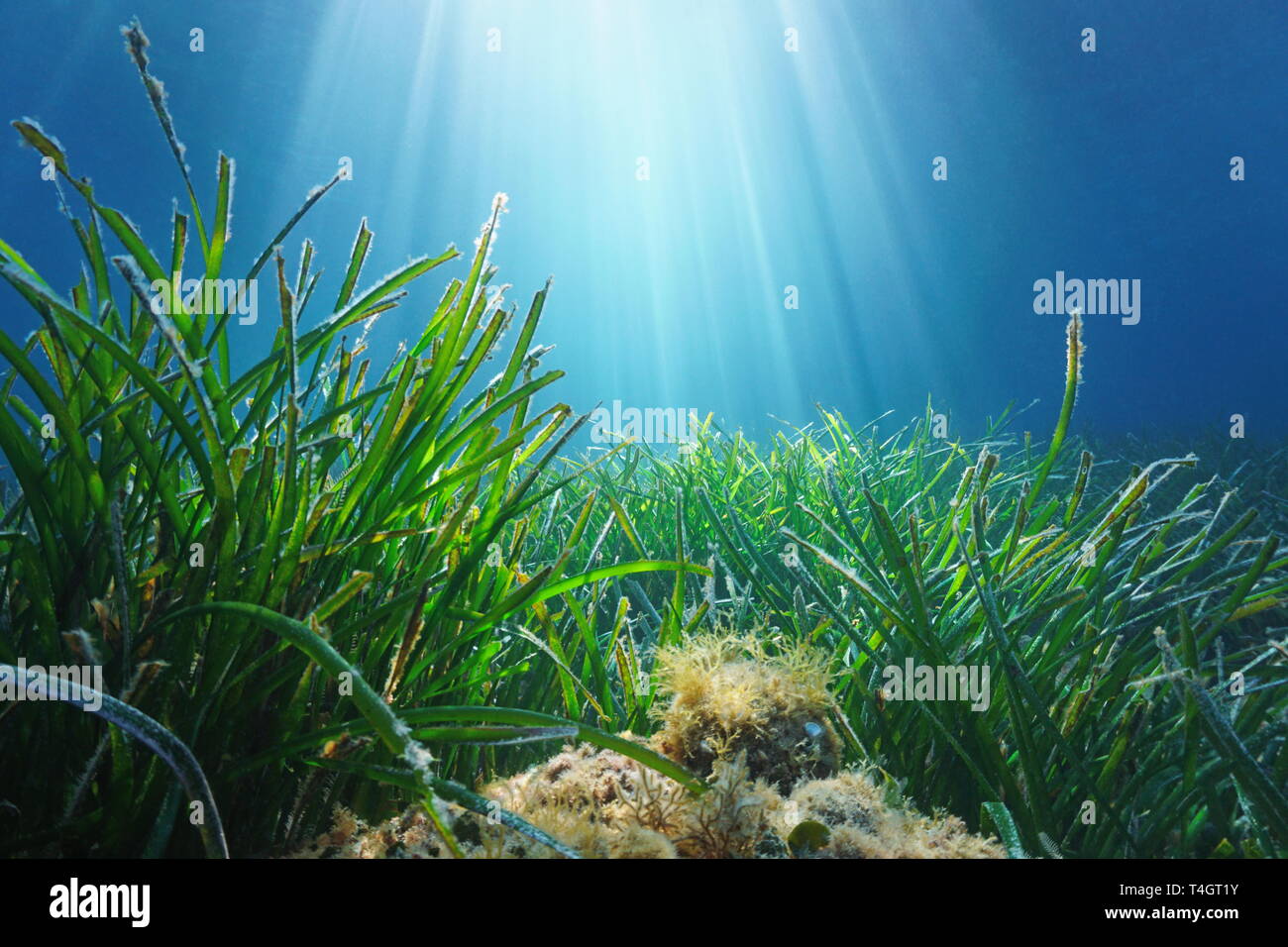 Neptune seagrass Posidonia oceanica underwater with natural sunlight in Mediterranean sea, France Stock Photo