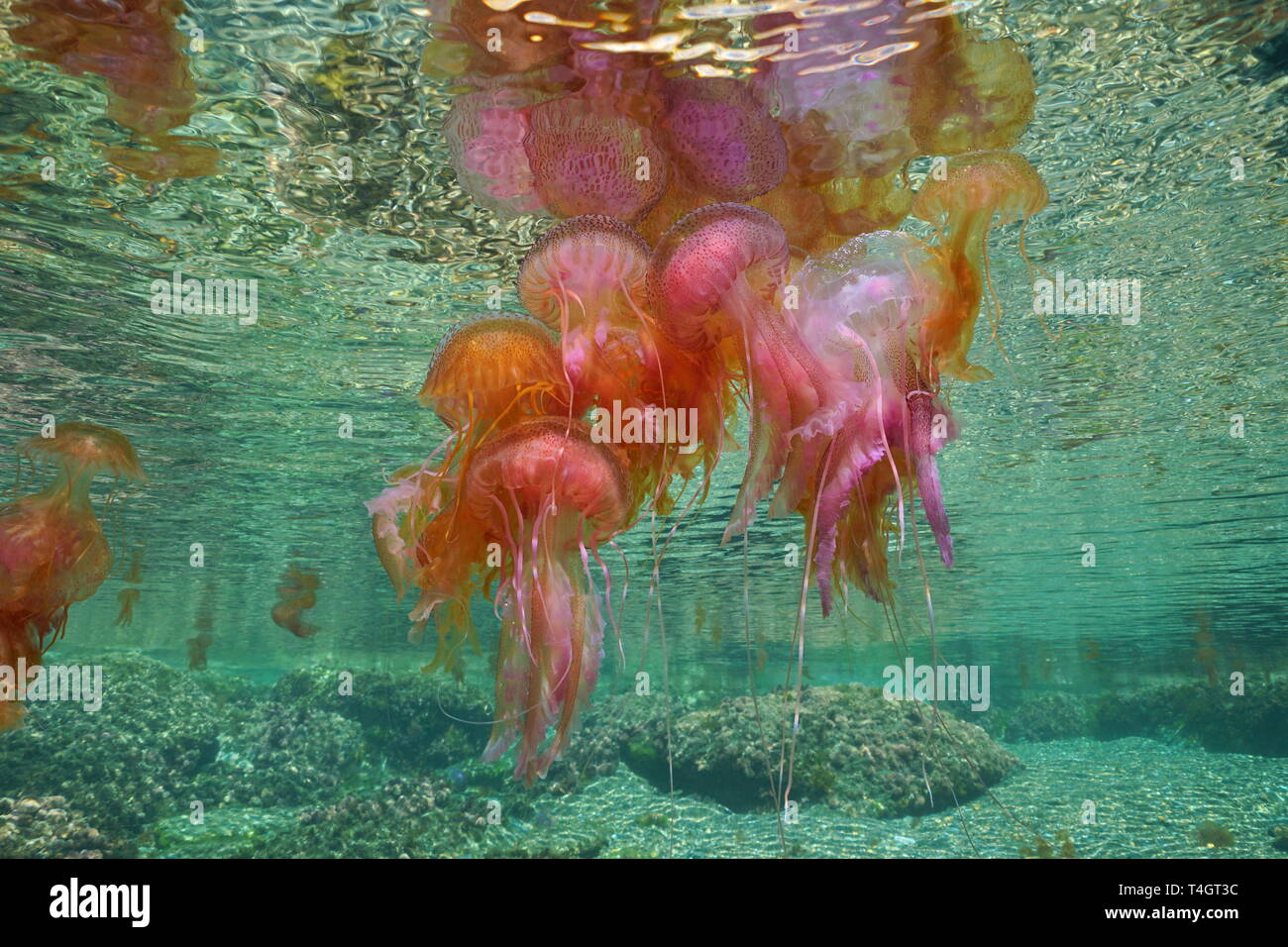 Aggregate of several jellyfish underwater below sea surface, mauve stinger Pelagia noctiluca, Mediterranean, Spain Stock Photo
