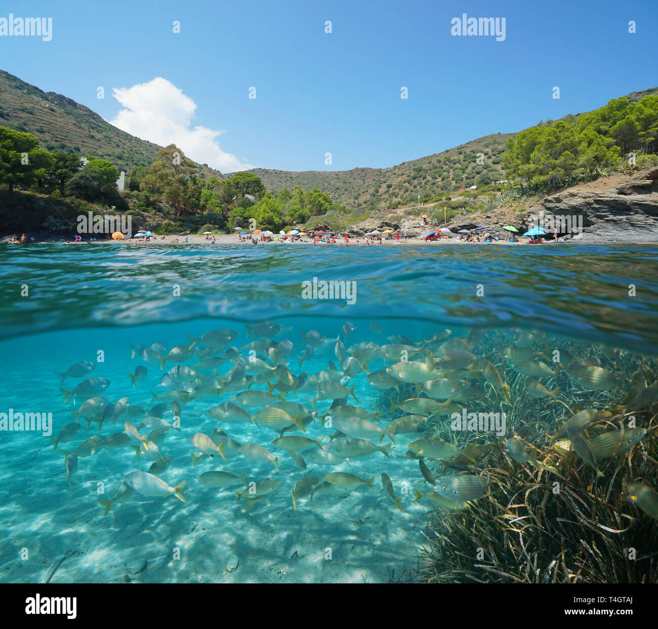 Spain summer vacations, Mediterranean beach with a shoal of fish underwater, Roses, Costa Brava, Catalonia, split view half over and under water Stock Photo