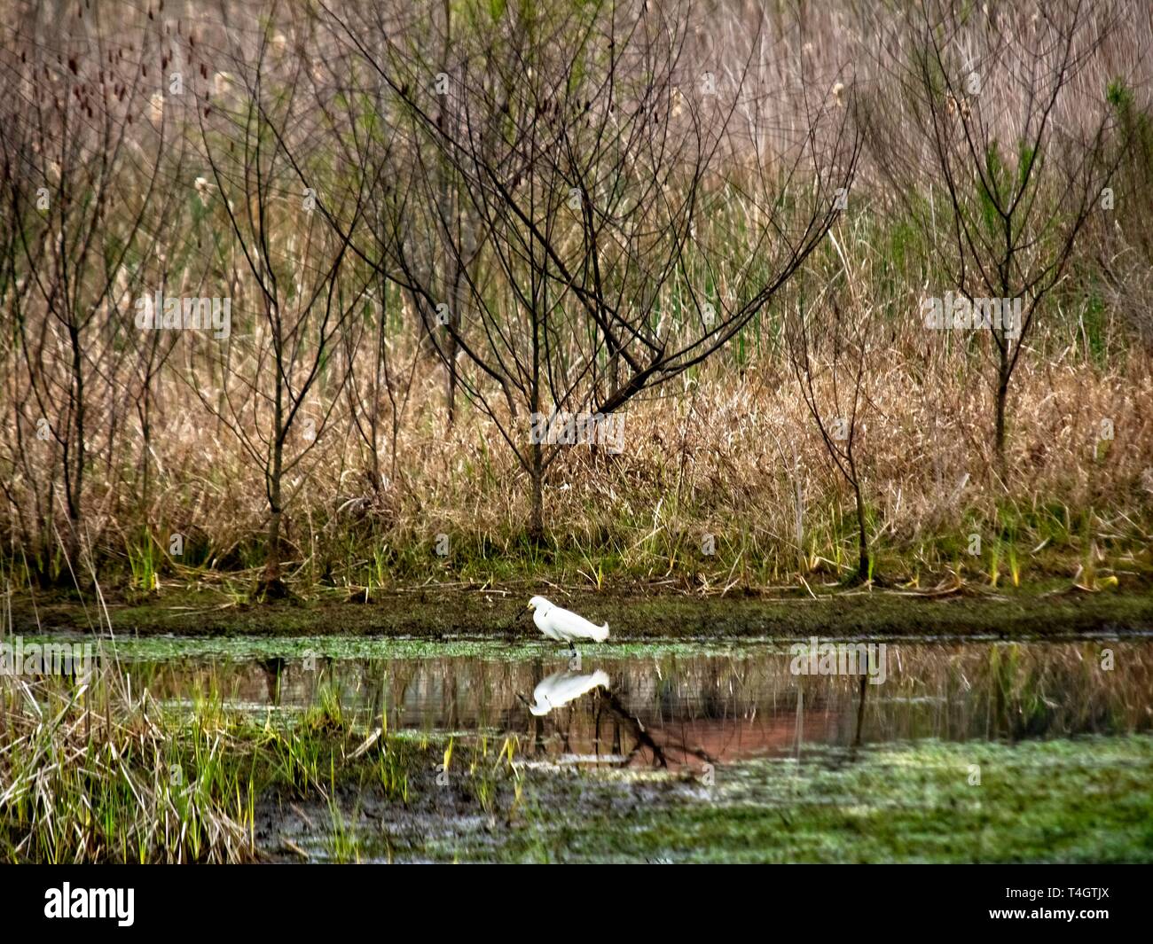 White Bird in Swamp with Trees Stock Photo