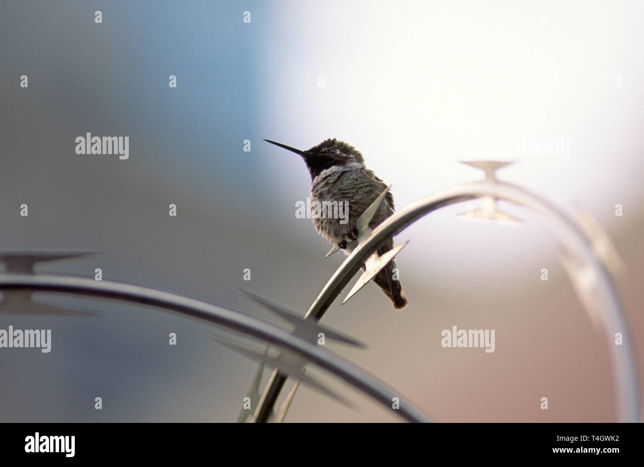 A hummingbird stakes out its territory atop a razor-wire enclosed weed ...