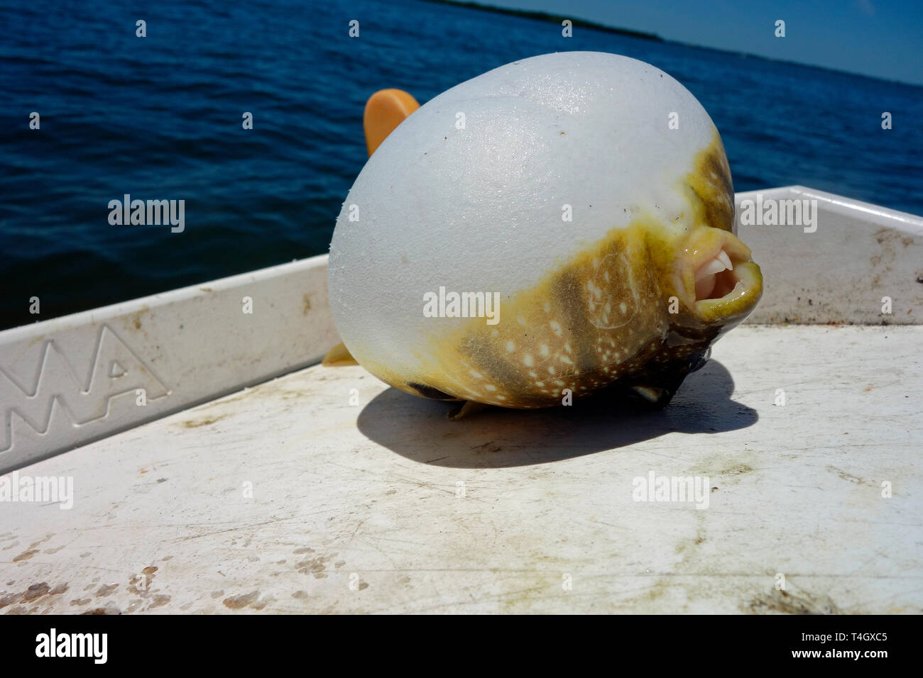 The Southern Puffer, Sphoeroides nephelus, whose common Spanish name is botete fruta, is a member of the Puffer or Tetraodontidae Family Stock Photo