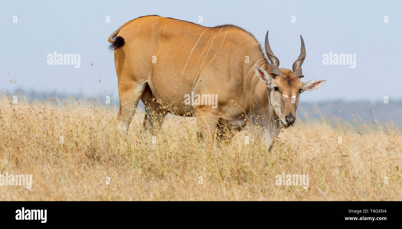 A single Common Eland bull feeding in open grassland, looking up, close ...