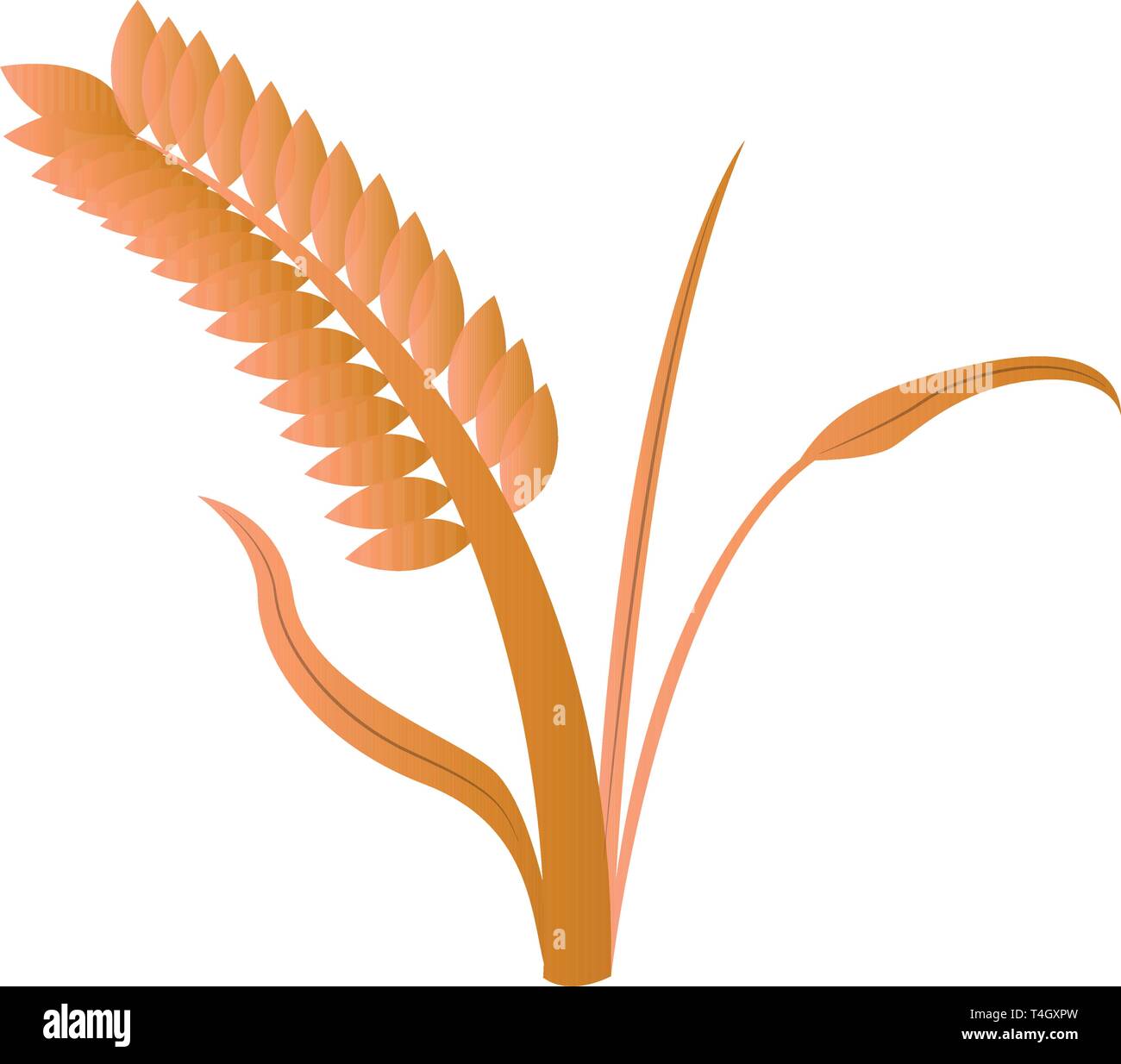 Isolated wheat grain Stock Vector Image & Art Alamy