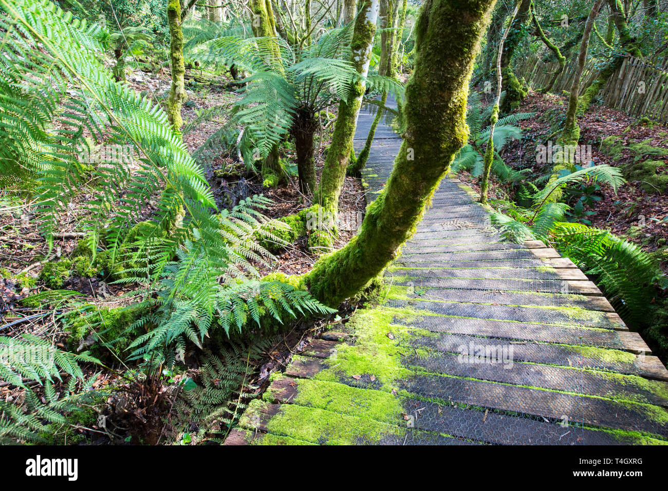 A decking path in the Tremenheere Sculpture Gardens, Gulval, near