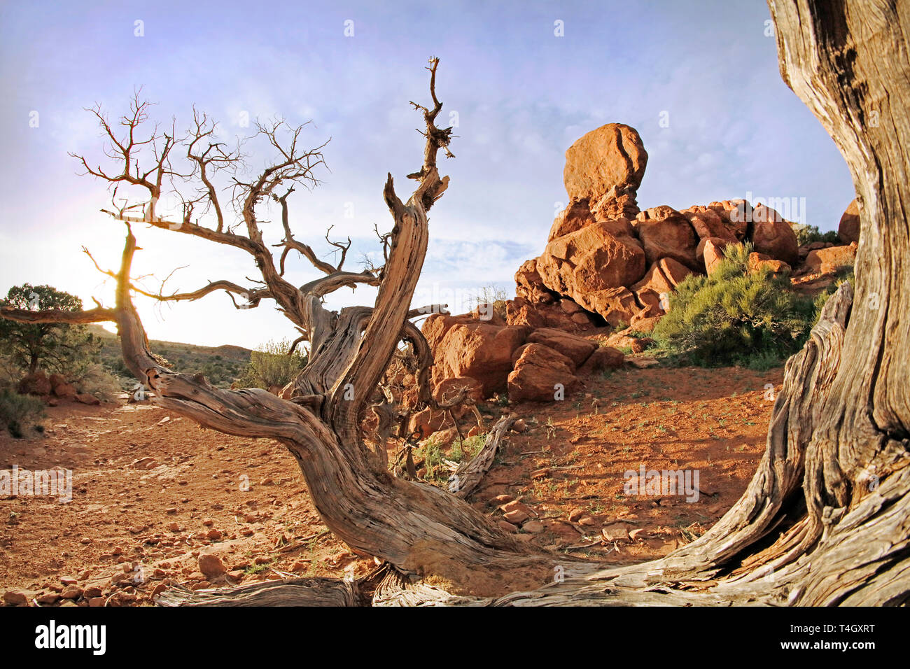 A dried tree branch frames the Balanced Rock at sunset in Arches National Park of Utah. Stock Photo