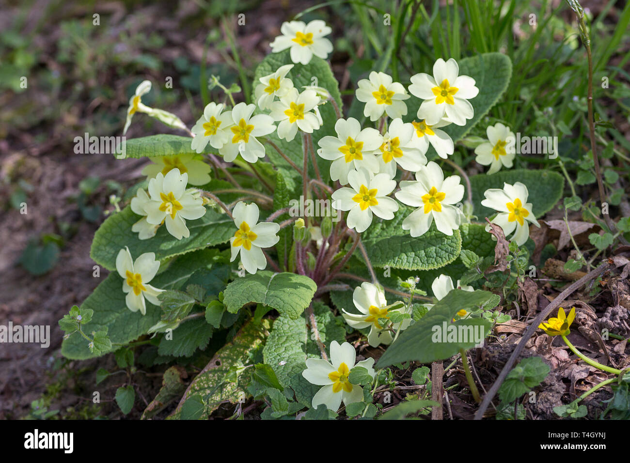 Primrose (Primula vulgaris) clump of spring season wild perennial woodland flowers. Oval tapering leaves pale yellow lemon  petals with yellow centre. Stock Photo