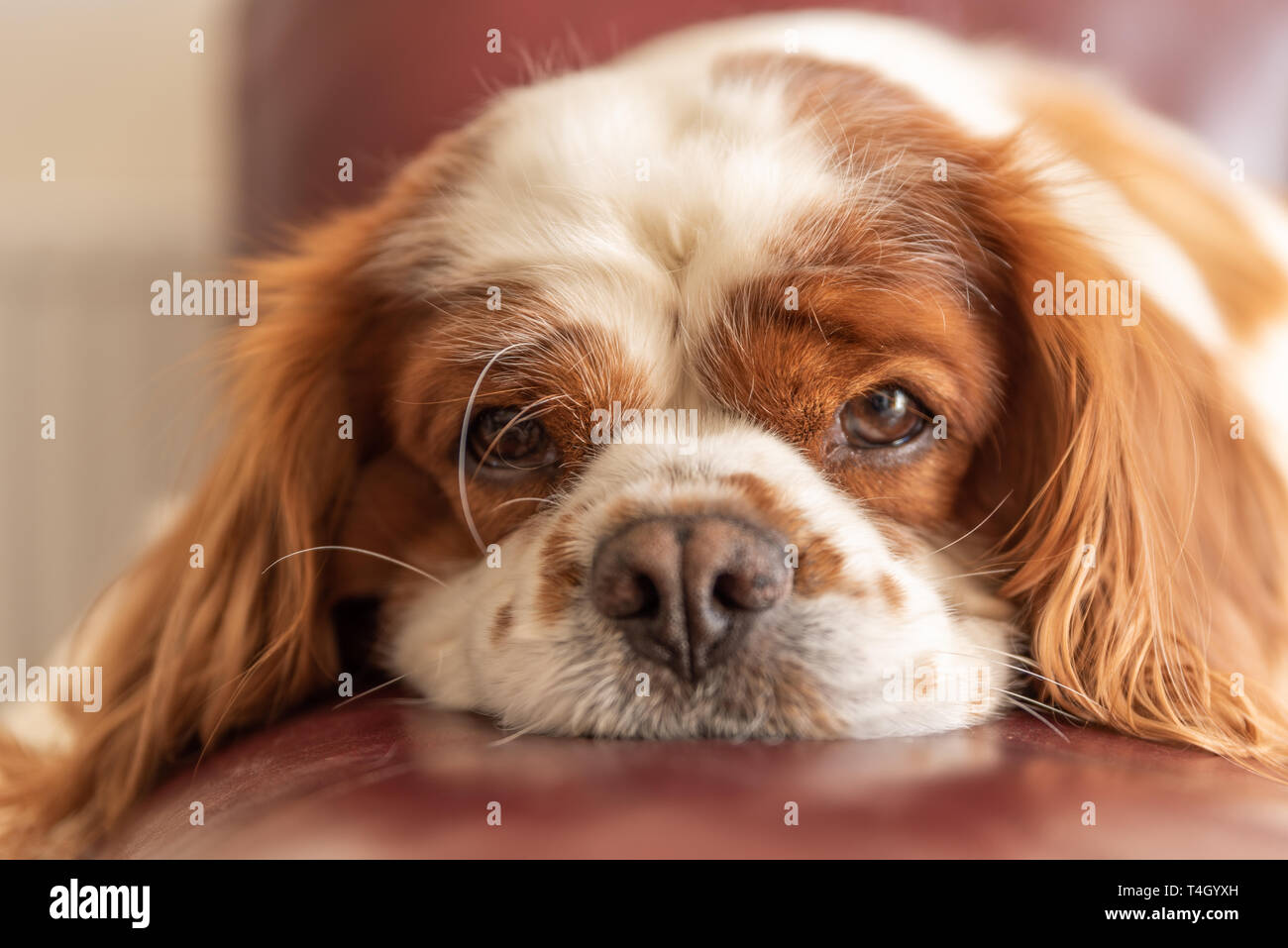 A closeup profile shot of a single isolated Blenheim Cavalier King Charles Spaniel in a home setting. Stock Photo