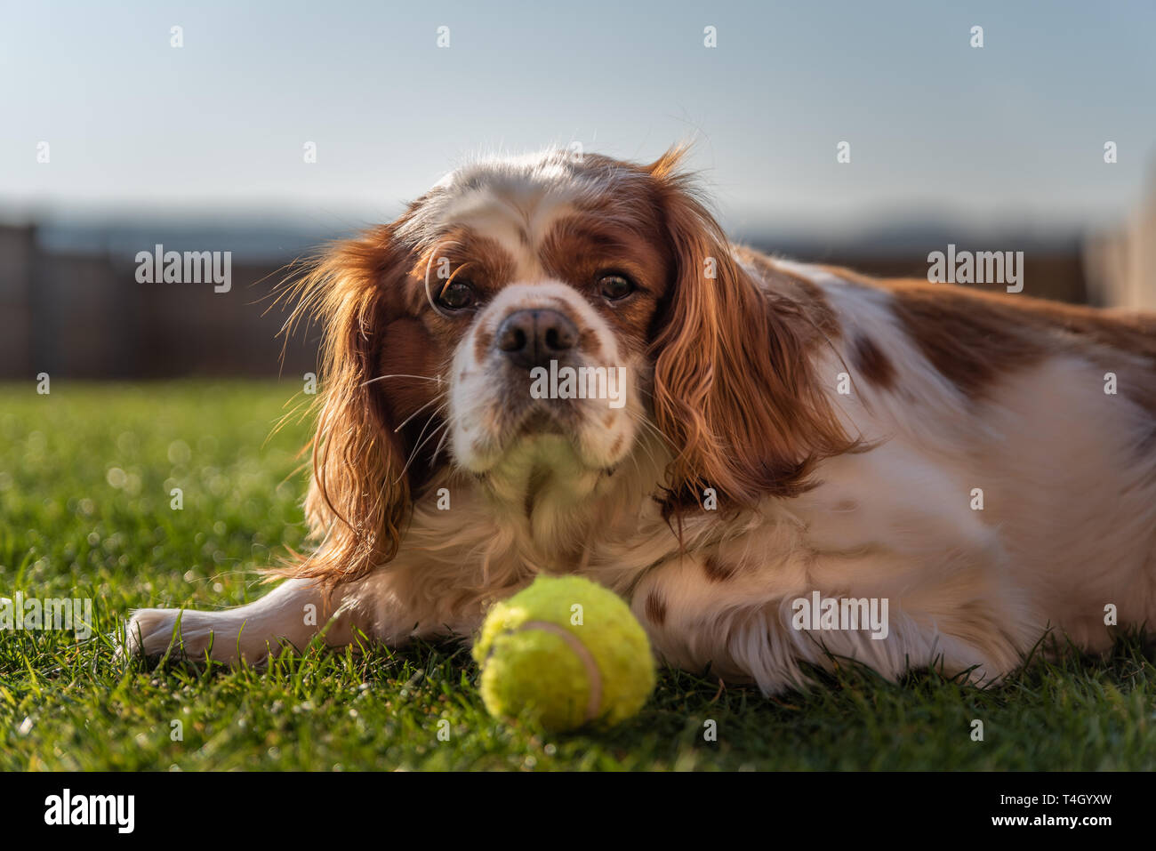 A closeup profile shot of a single isolated Blenheim Cavalier King Charles Spaniel at home with a ball. Stock Photo