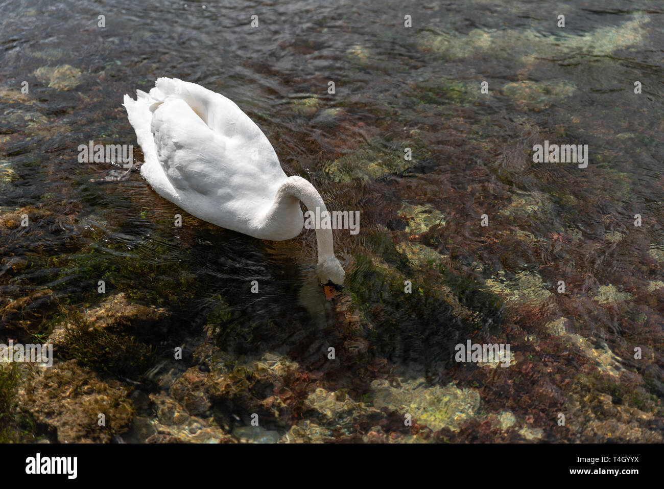 A single isolated white Swan swimming on the River Lathkill, Lathkill Dale, Peak District, Derbyshire. Stock Photo