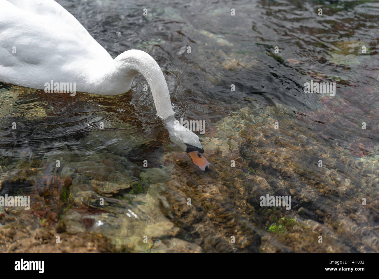 A single isolated white Swan swimming on the River Lathkill, Lathkill Dale, Peak District, Derbyshire. Stock Photo
