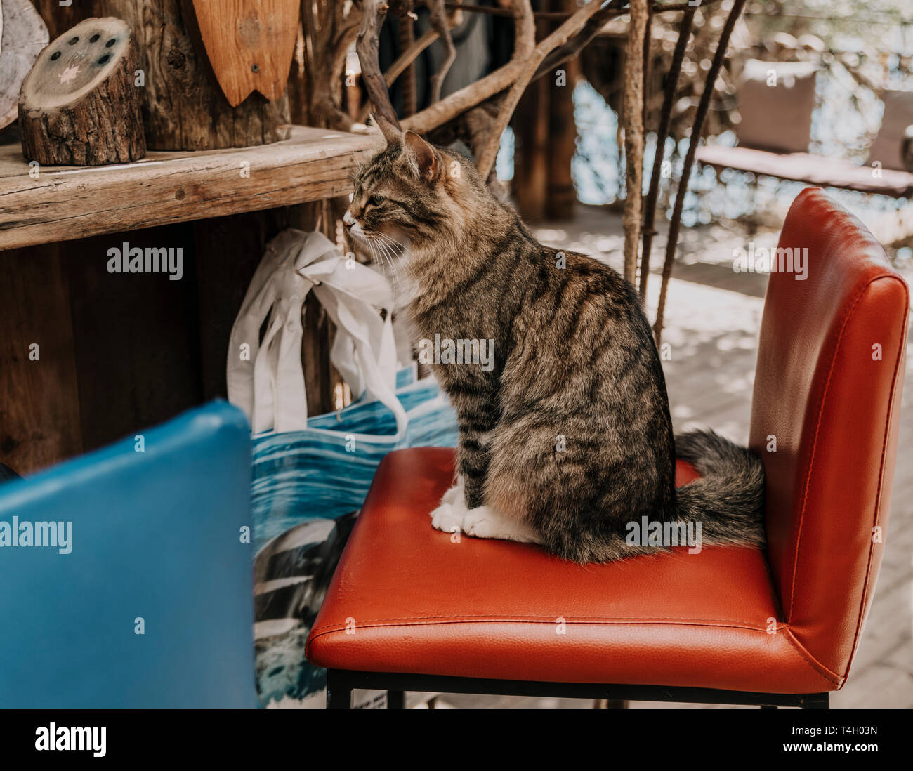 cat sitting in a restaurant at the bar Stock Photo