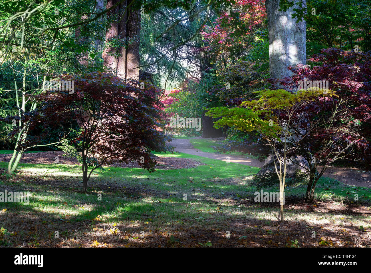 Harcourt Arboretum, Oxford, Oxfordshire, England UK showing the wonderful rich Autumn colours Stock Photo