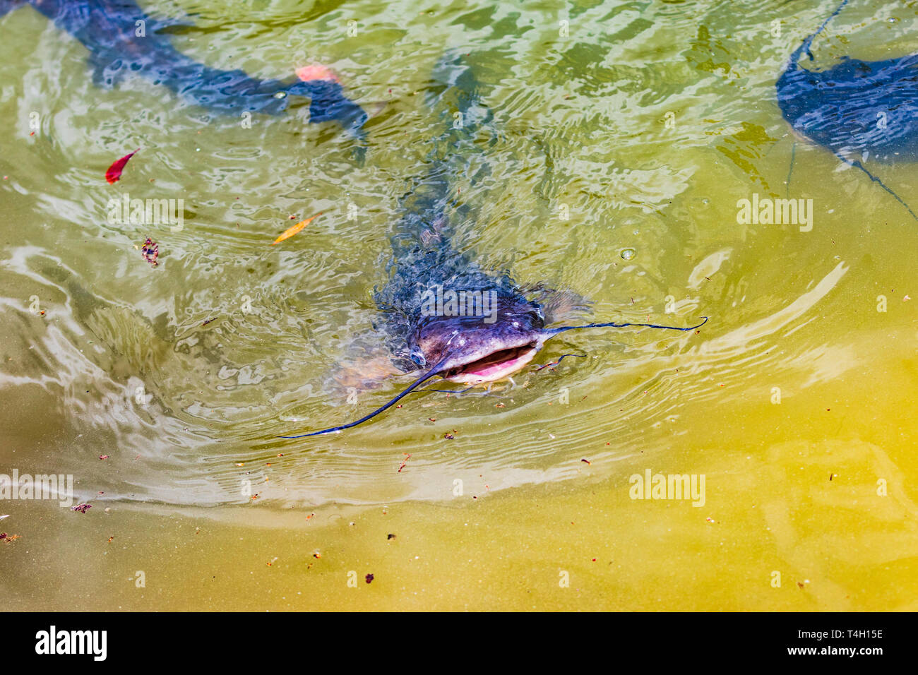 Catfish vie over small bits of food in a pond. Stock Photo