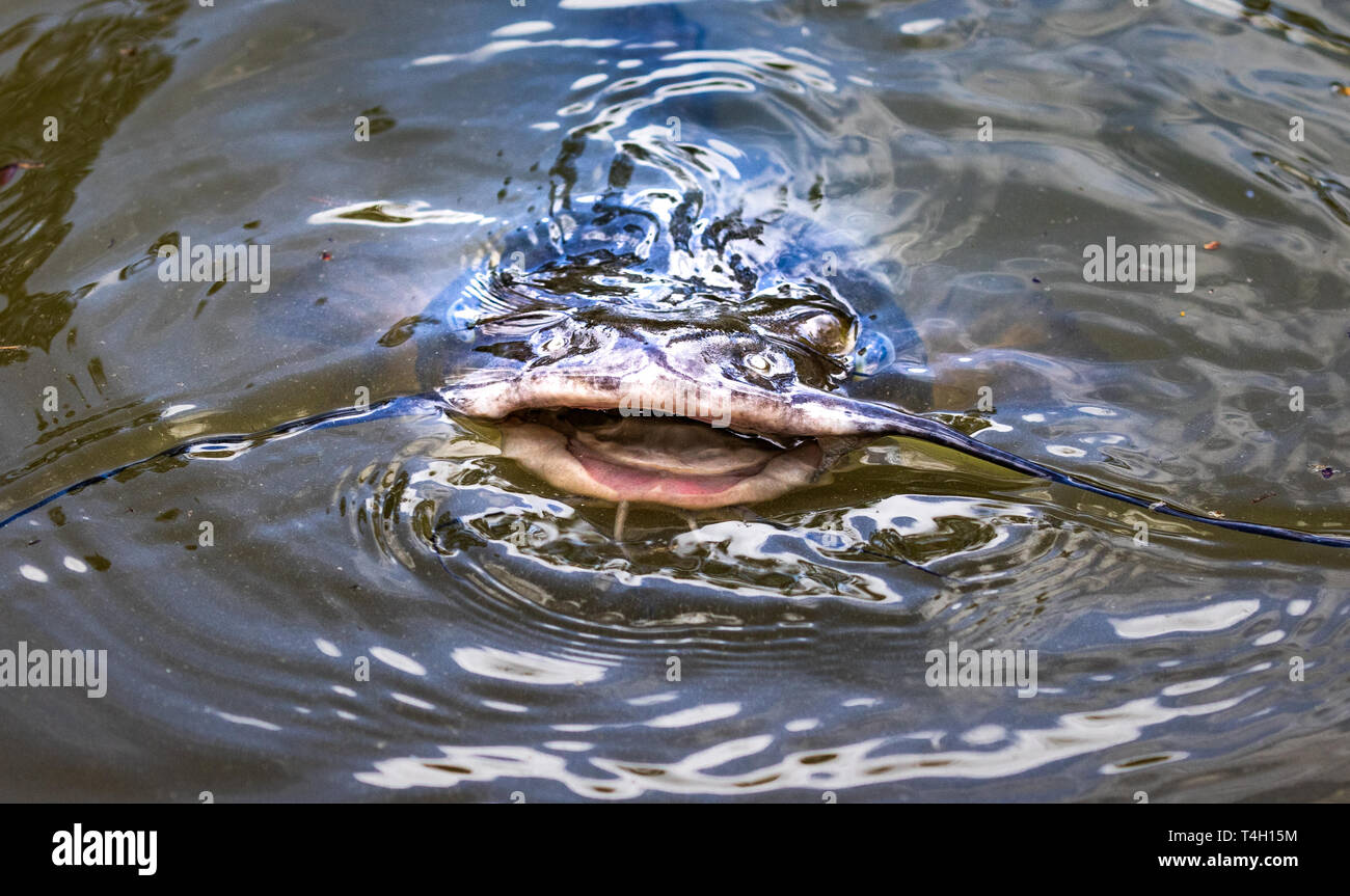 Catfish mouth hi-res stock photography and images - Alamy