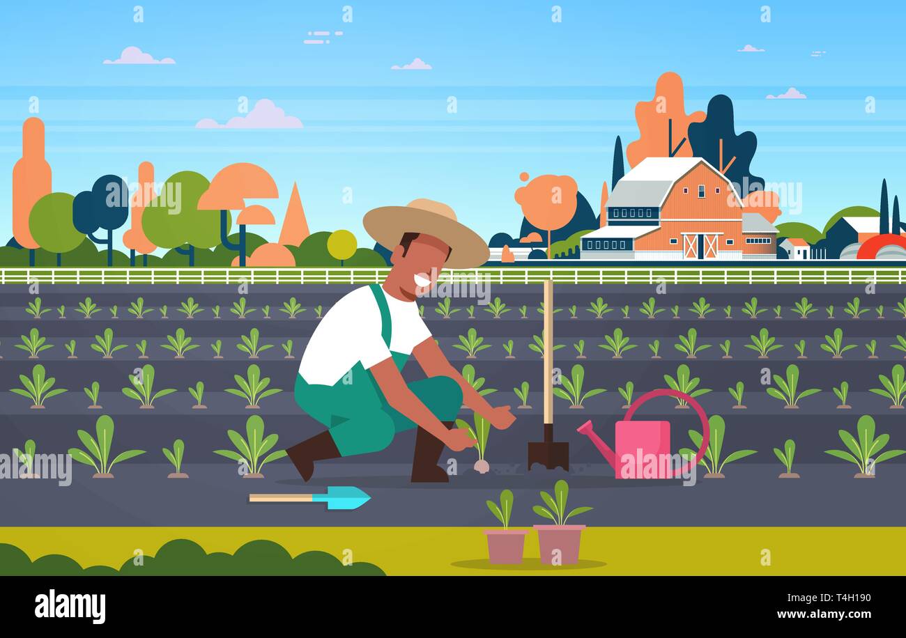 male farmer planting young seedlings plants vegetables african american man working in garden agricultural worker eco farming concept farmland field Stock Vector