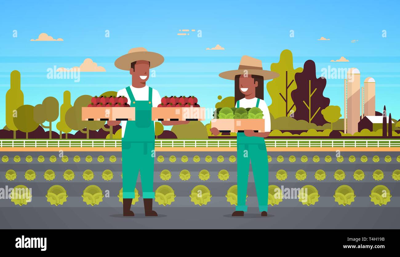 couple farmers holding boxes red green tomatoes man african american woman harvesting vegetables eco farming concept farmland field countryside Stock Vector