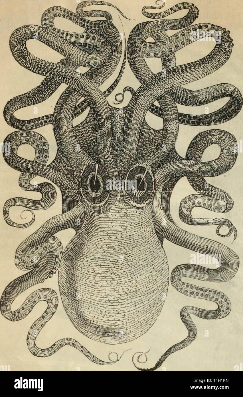 Octopus illustration vintage Stock Photo