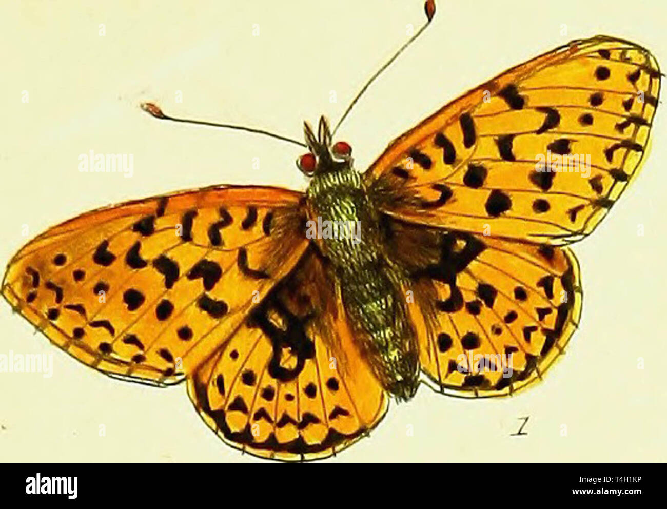 vintage butterfly illustration Stock Photo