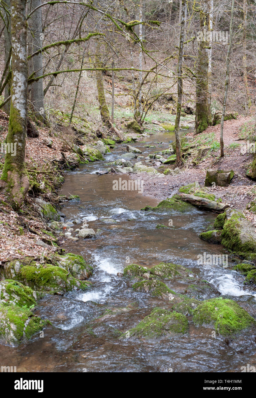Woodland stream, in early spring, Wutachschlucht Gorge, Black Forest, Germany, Black Forest, Germany Stock Photo