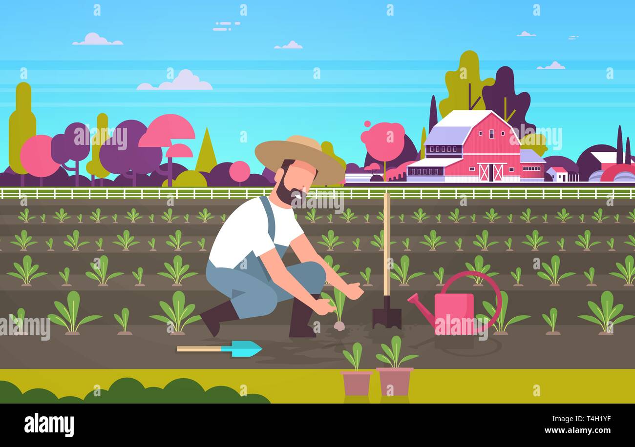 male farmer planting young seedlings plants vegetables man working in garden agricultural worker eco farming concept farmland field countryside Stock Vector