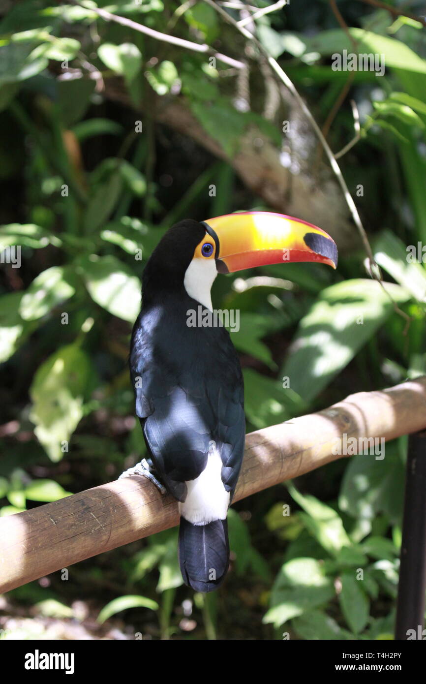 Close up Portrait Of The Toco Toucan With Bright Orange Beak And Blue close-up-portrait-of-the-toco-toucan-with-bright-orange-beak-and-blue