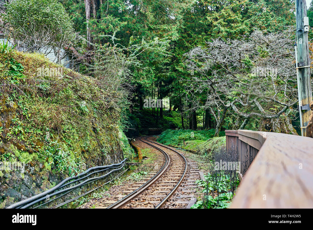 Beautiful scenics of railway through Alishan forest in Taiwan. Stock Photo