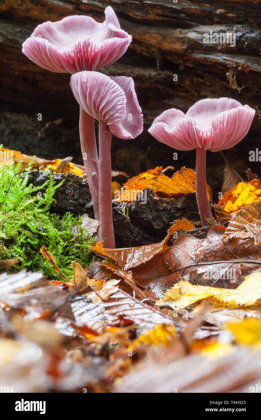 Rosy Bonnet (Mycena rosea). Stock Photo