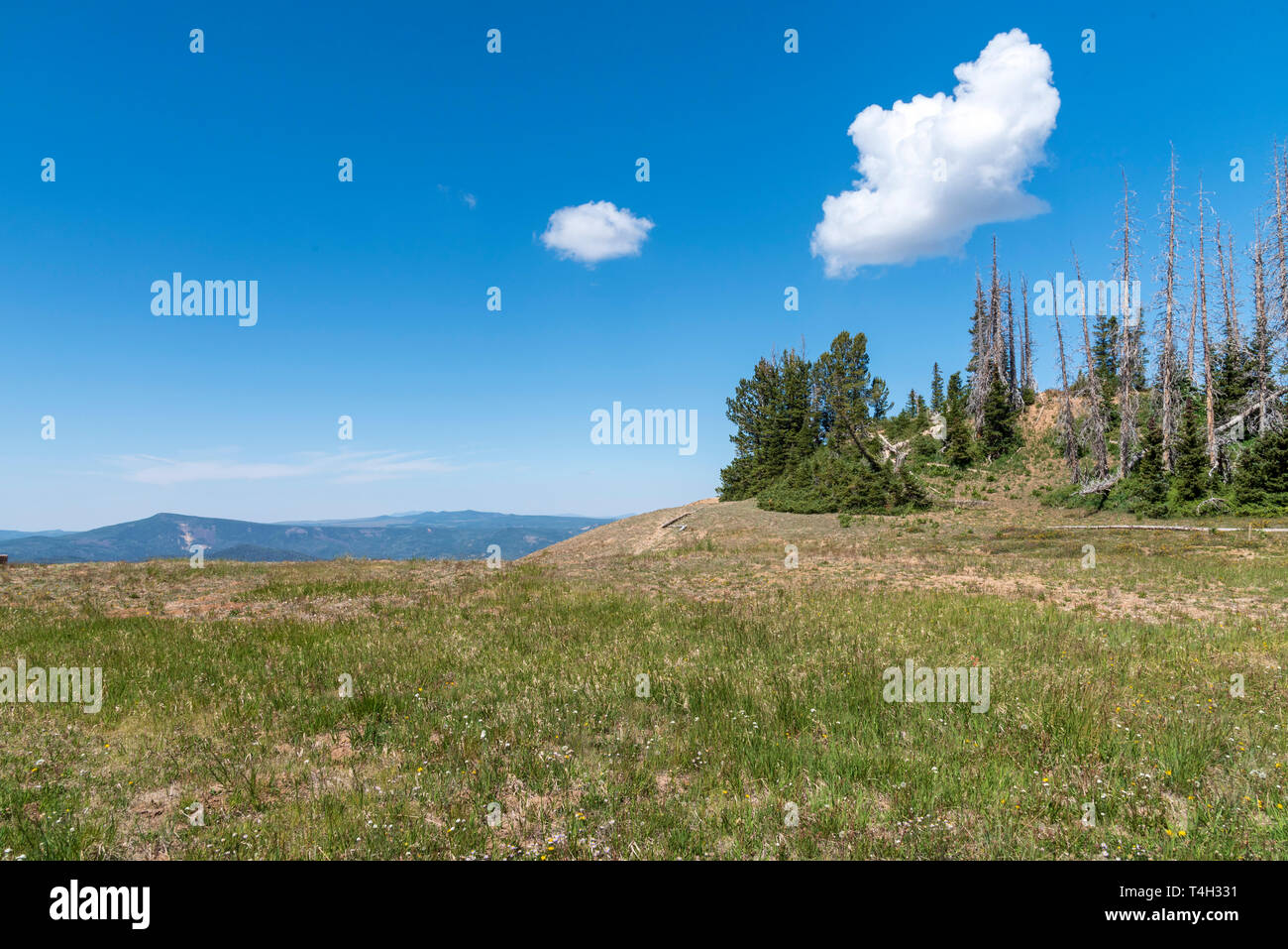 Open green grass field with green trees and mountains beyond under a