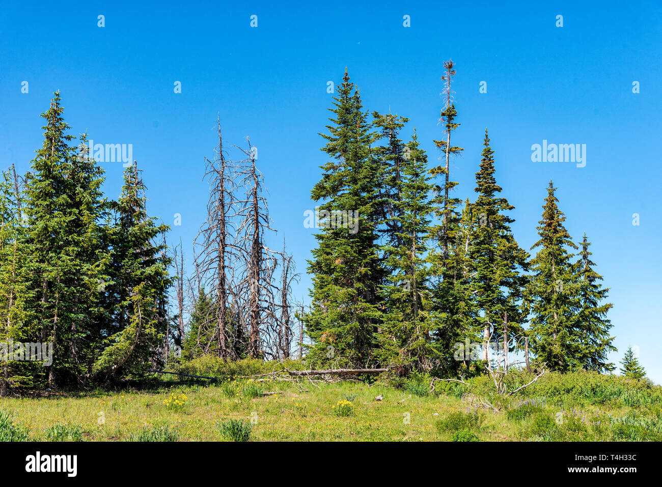 Tall green pine trees on hilltop, with a few dead trees under a blue sky. green grassy hilltop. Stock Photo